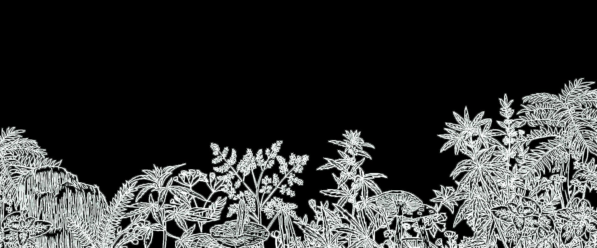 White silhouette of forest treeline against black sky, nature landscape background