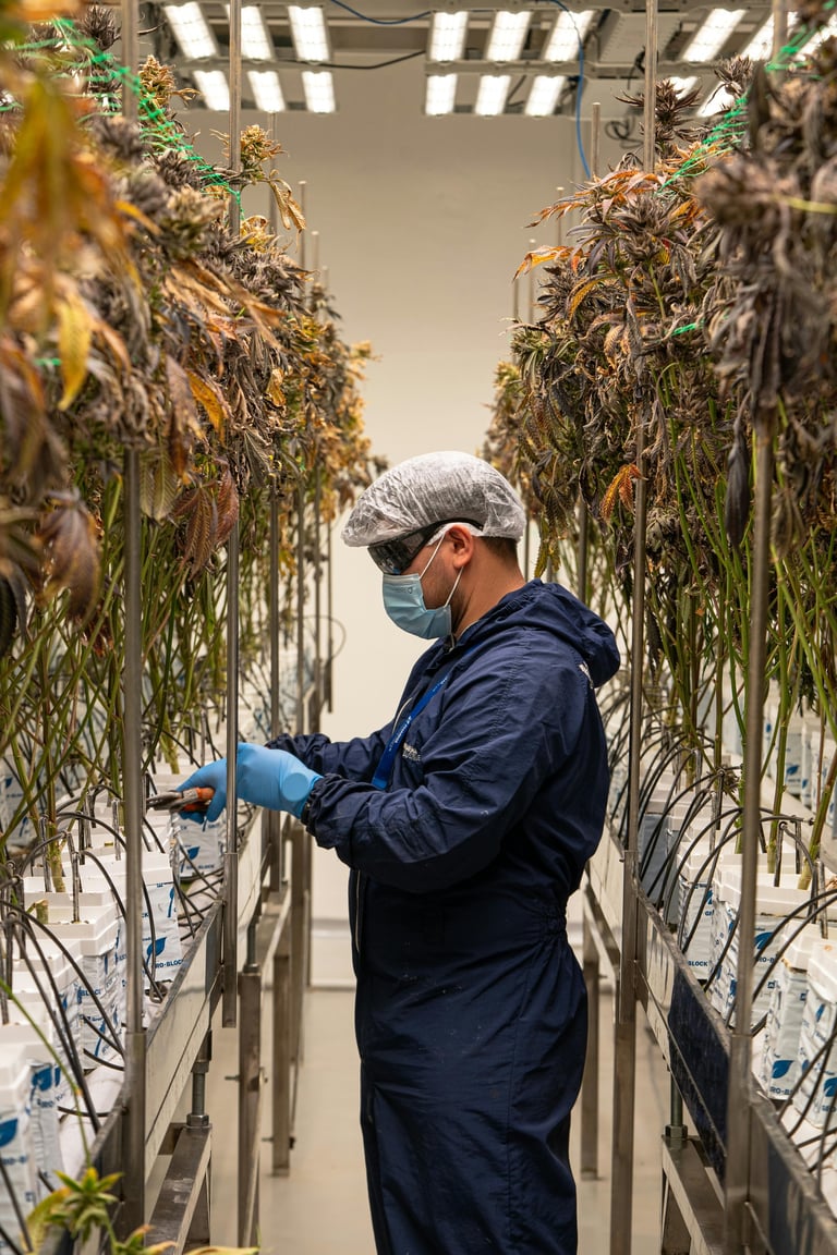 Researcher in protective gear examining plants hanging in an indoor vertical farm under LED grow lights